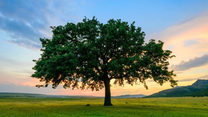 Rooted, Built Up, & Established